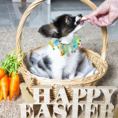 Elegant little tail 1PCS Dog Halloween Costume - Dog Cat Pumpkin Tutu Collar Dog with Halloween Pumpkin Patterns Pet Tutu Collar Suit Pet Halloween Costume for Cats Small Medium Dogs in Saudi Arabia
