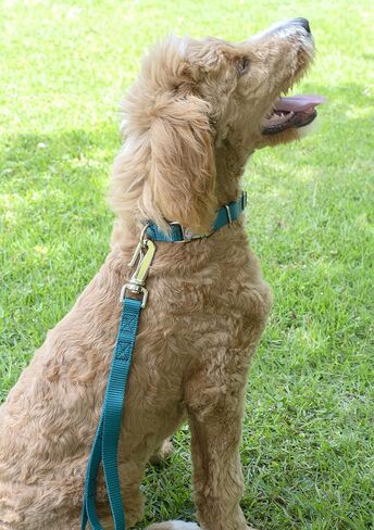 Country Brook Petz - Deluxe Nylon Dog Leash with Traffic Handle and Extra Secure Snap - 30+ Colors (6 Foot, 1 Inch Wide, Teal) in Saudi Arabia