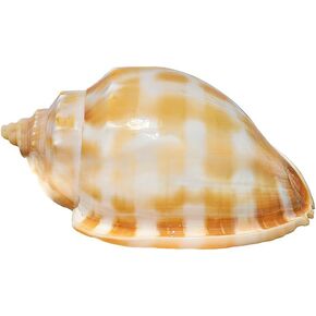 1Pcs 7-8cm Beautiful Large Rare Sea Shell Conch Fish Tank Decoration Gift