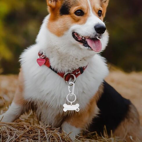 4 قطع من مشبك علامة الكلب، مشابك سريعة لعلامة الكلب من الفولاذ المقاوم للصدأ، علامة اسم الكلب الشخصية عالية التحمل، مشبك سريع للكلاب، علامات معرف الكلب لطوق الحيوانات الأليفة وملحقات حلقة المفاتيح in Kuwait