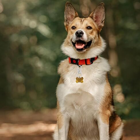 4 قطع من مشبك علامة الكلب، مشابك سريعة لعلامة الكلب من الفولاذ المقاوم للصدأ، علامة اسم الكلب الشخصية عالية التحمل، مشبك سريع للكلاب، علامات معرف الكلب لطوق الحيوانات الأليفة وملحقات حلقة المفاتيح in Kuwait