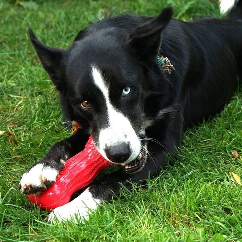 KONG Beezles Ball Dog Toy, Medium, Assorted in Saudi Arabia