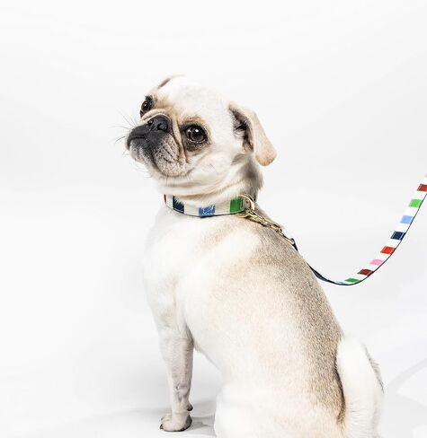 Kate Spade New York طوق كلب لطيف، طوق كلب بإبزيم معدني ذهبي، طوق كلب قابل للتعديل من 8 إلى 12 بوصة للكلاب الإناث أو الذكور، طوق كلب أنيق للكلاب الصغيرة جدًا (شريط المغامرة) in Kuwait