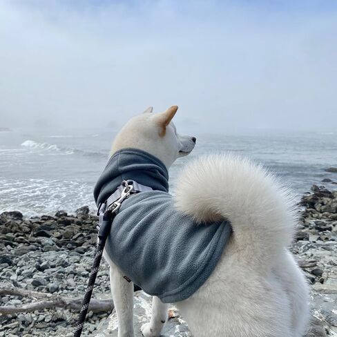 Gooby Fleece Vest Hoodie Dog Sweater - Gray, Large - Warm Pullover Dog Hoodie with O-Ring Leash - Winter Hooded Small Dog Sweater - Dog Clothes for Small Dogs Boy or Girl, and Medium Dogs in Saudi Arabia