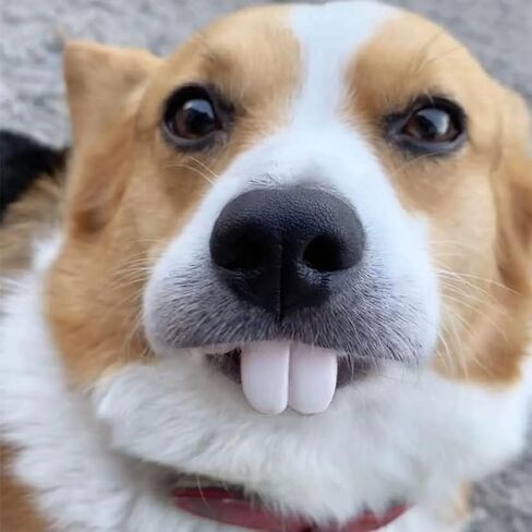 Fake Teeth for Dogs, Funny Dog Teeth Braces, Dog Christmas Costume Suitable Dog Chew Toys,Funny Dog Teeth Braces in Saudi Arabia