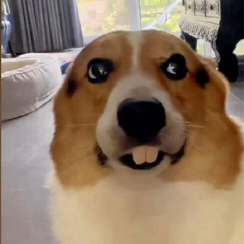 Fake Teeth for Dogs, Funny Dog Teeth Braces, Dog Christmas Costume Suitable Dog Chew Toys,Funny Dog Teeth Braces in Saudi Arabia