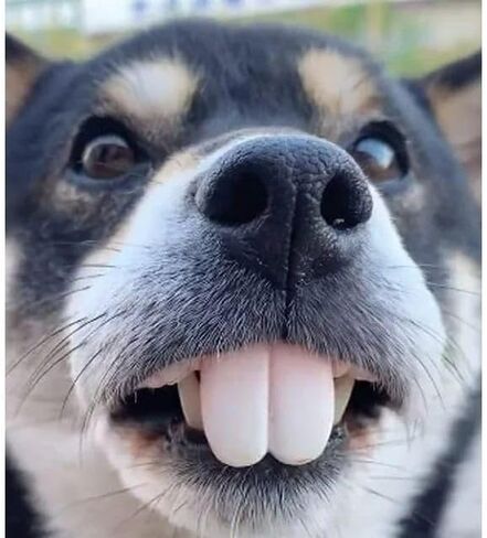Fake Teeth for Dogs, Funny Dog Teeth Braces, Dog Christmas Costume Suitable Dog Chew Toys,Funny Dog Teeth Braces in Saudi Arabia