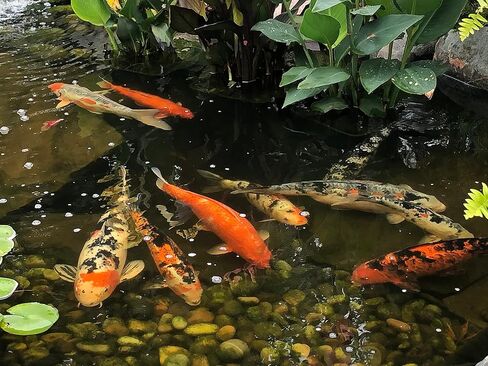 EasyPro PC1 Platinum Koi & Goldfish Food - الحد الأقصى. اللون/مدعم بالسبيرولينا والمكونات البحرية الأخرى لتعزيز اللون الطبيعي لأسماك الكوي والسمك الذهبي / علبة سعة 20 أونصة in Kuwait