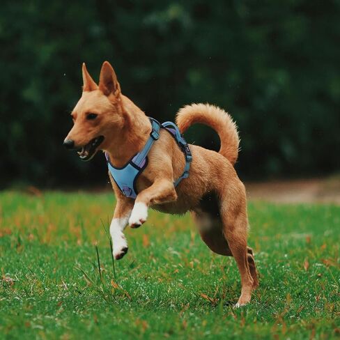 QQPETS No Pull Dog Harness with 2 Leash Clips，Adjustable Soft Padded Dog Vest, Reflective Outdoor Pet Oxford Vest with Easy Control Handle for Small to Large Dogs Walking Training in Saudi Arabia