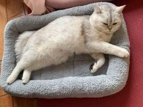 LESYPET Cat Bed for Indoor Cats, Soft Cat Cushion with Cat Pillow Around, Rectangle Kitten Pad Small Bed for Window Sill, 15'' x 10'' in Kuwait