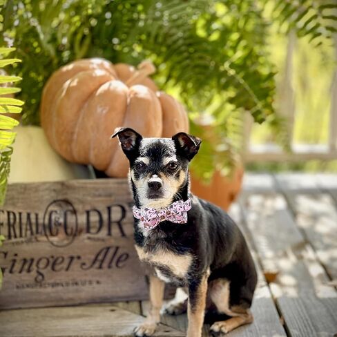 Lionheart glory Dog Collar Fall Dog Collars with Bow Plaid Dog Collar Bow Female Male Pet Collar Dogs Collar Bows Duty Adjustable Dog Bow Collars for Small Dogs in Kuwait