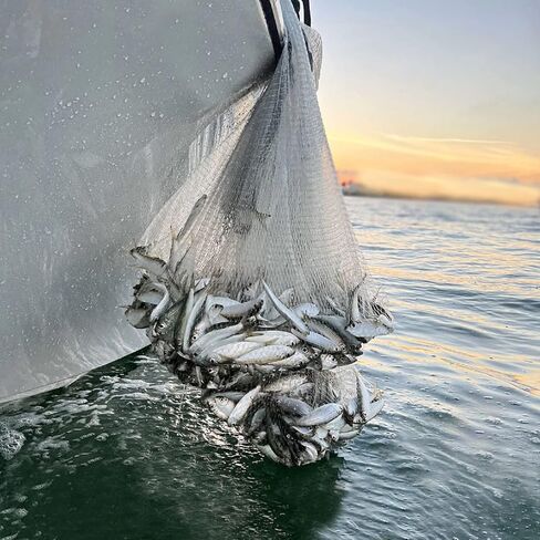 Fishing Cast Net - Nylon Casting Throw Net 4ft/6ft/7ft/8ft - Heavy Duty Sinker Youth Cast Net for Fishing - Fish Throw Cast Net for Bait Fish in Kuwait