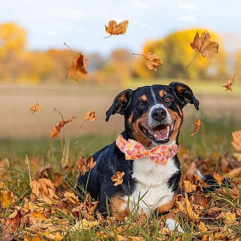 Lionet Paws Fall Halloween Dog Collar, Cute Bat Pumpkin Dog Collar for Small Dogs, Adjustable Cotton Orange Pet Collars Puppy Collar for Small Dogs in Kuwait