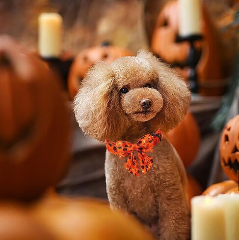 Lionet Paws Fall Halloween Dog Collar, Cute Bat Pumpkin Dog Collar for Small Dogs, Adjustable Cotton Orange Pet Collars Puppy Collar for Small Dogs in Kuwait