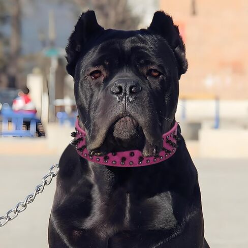 Spiked Dog Collar, PU Leather, Durable, Studded, Decorative, Large, for Rottweiler, Bulldog, American Bully (Green2, L (19.7-24.4inch)) in Kuwait