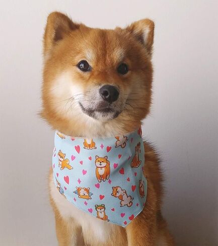 Kawaii Shiba Co. Shiba Inu Dog Bandana in Saudi Arabia