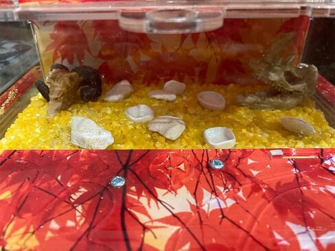 ديكور جمجمة حوض السمك من Toukero3e Terrarium، 3 عبوات من جمجمة حوض السمك ذات مناظر طبيعية مصغرة، وحيد القرن، جمجمة رأس الكبش، جمجمة القرد، حوض أسماك واقعي، زخرفة منظر طبيعي (أ) in Saudi Arabia