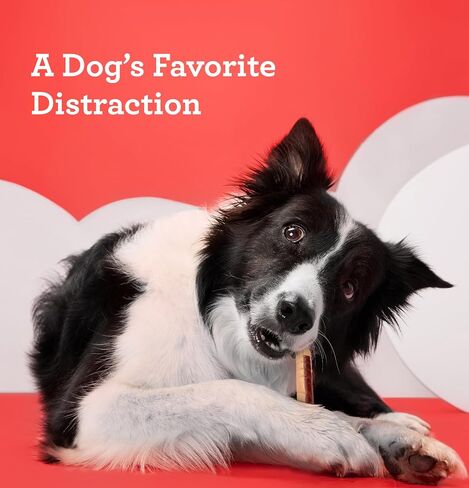 DreamBone Mini Chew, Treat Your Dog To a Chew Made with Real Meat and Vegetables in Saudi Arabia