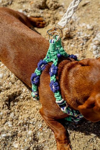 سرج للكلاب من MiniPaws، بدون سحب، بدون اختناق، سترة ناعمة قابلة للتعديل للكلاب الصغيرة والجراء، مقاس XS، (أخضر نعناعي + أرجواني + أبيض، صغير) in Kuwait