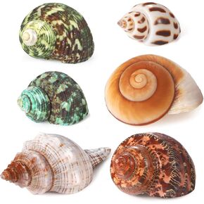 PPCLION Natural Hermit Crab Shells Turbo Sea Conch Shell for Décor, Size: 1.5-3.5", 6 PCS. Opening 0.5"-1.5"