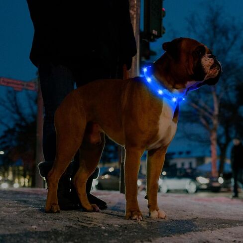 2-Pack LED Dog Collar, HIGO Light Up Dog Collars Glow in The Dark, USB Rechargeable Dog Lights for Night Walking, Reusable Safety Necklace for Small Medium Large Dogs (Pink) in Kuwait