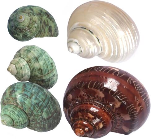 2pcs Hermit Crab Shells, XXL Size Opening 1.9-2.2" Hermit Crab Shells, Natural Sea Conch, Turbo Seashells for Hermit Crab Supplies and Beach Decoration Large Sea Shell (2pcs XXL) Length 3.5-3.9" in Saudi Arabia