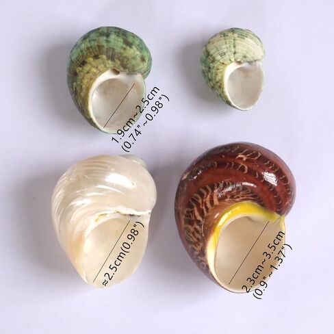 2pcs Hermit Crab Shells, XXL Size Opening 1.9-2.2" Hermit Crab Shells, Natural Sea Conch, Turbo Seashells for Hermit Crab Supplies and Beach Decoration Large Sea Shell (2pcs XXL) Length 3.5-3.9" in Saudi Arabia