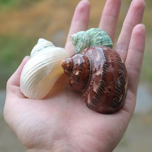 2pcs Hermit Crab Shells, XXL Size Opening 1.9-2.2" Hermit Crab Shells, Natural Sea Conch, Turbo Seashells for Hermit Crab Supplies and Beach Decoration Large Sea Shell (2pcs XXL) Length 3.5-3.9" in Saudi Arabia