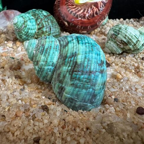 2pcs Hermit Crab Shells, XXL Size Opening 1.9-2.2" Hermit Crab Shells, Natural Sea Conch, Turbo Seashells for Hermit Crab Supplies and Beach Decoration Large Sea Shell (2pcs XXL) Length 3.5-3.9" in Saudi Arabia