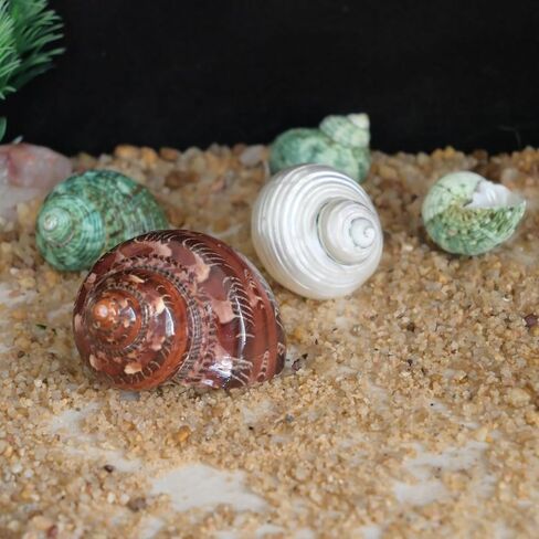 2pcs Hermit Crab Shells, XXL Size Opening 1.9-2.2" Hermit Crab Shells, Natural Sea Conch, Turbo Seashells for Hermit Crab Supplies and Beach Decoration Large Sea Shell (2pcs XXL) Length 3.5-3.9" in Saudi Arabia