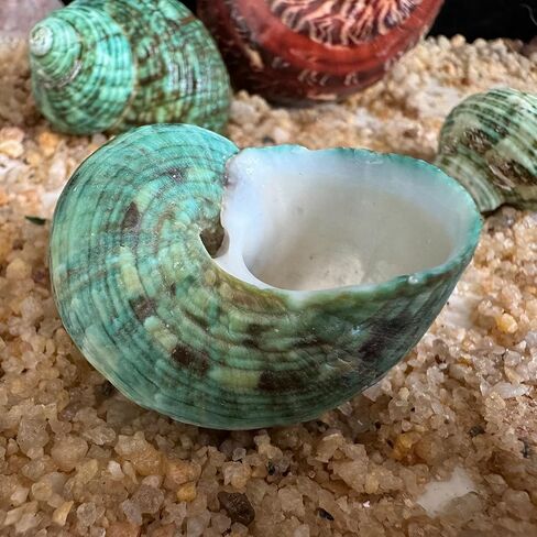 2pcs Hermit Crab Shells, XXL Size Opening 1.9-2.2" Hermit Crab Shells, Natural Sea Conch, Turbo Seashells for Hermit Crab Supplies and Beach Decoration Large Sea Shell (2pcs XXL) Length 3.5-3.9" in Saudi Arabia