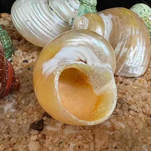 2pcs Hermit Crab Shells, XXL Size Opening 1.9-2.2" Hermit Crab Shells, Natural Sea Conch, Turbo Seashells for Hermit Crab Supplies and Beach Decoration Large Sea Shell (2pcs XXL) Length 3.5-3.9" in Saudi Arabia