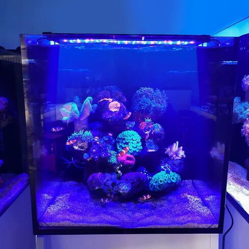 lucare 40W 24-36 Inch Saltwater Aquarium Light with Full Spectrum LED, Exclusive Reef Coral Light Spectrum for Marine Fish Tank，Dimmable Dual Channel for LPS & SPS in Kuwait