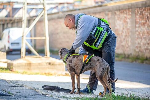 Julius-K9, JK9 Mantrailing Harness, Size: M, Black in Kuwait