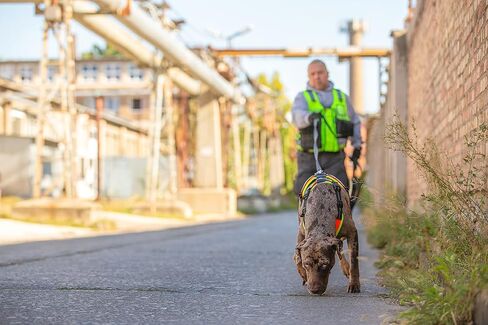 Julius-K9, JK9 Mantrailing Harness, Size: M, Black in Kuwait