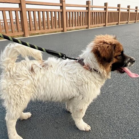 Ultimate 5ft Rope Dog Leash for Medium Large Dogs - Reflective Dog Leash & Tangle-Free!Comfort Padded Handle, Explore with Style & Security, Perfect Control,Dog Leash for Large Dogs. (Rose Green) in Saudi Arabia