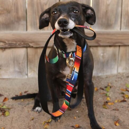 Dog Leash Zarape2 Vertical Multi Color Stripe 6 Feet Long 1.0 Inch Wide in Saudi Arabia