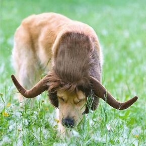 Halloween Dog Horn Wig Funny Pet Moose Costumes for Dog, Horn Headgear Accessories Cosplay Bull Mane for Medium to Large Dogs Outfit (Medium)