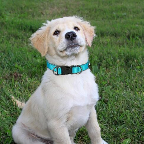 Dog Collar and Leash Set, Reflective Dog Collar Heavy Duty Dog Leash, Adjustable Soft Neoprene Padded Nylon Pet Collars, Comfortable Padded Handle, for Small Medium Large Dogs, 5FT (Blue, Large) in Saudi Arabia