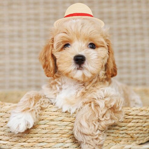 Beautyflier Pet Straw Hat Party Decorations Halloween Cosplay Cap Puppy Pet Dog Cat Holiday Costume for Small Dog Cat (Beige) in Kuwait