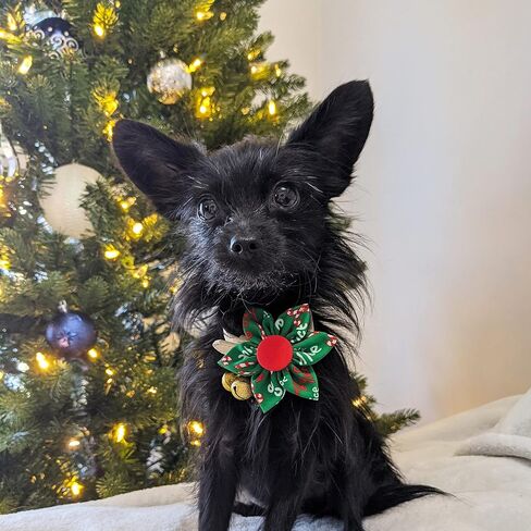 Huxley & Kent Pet Pinwheel | Naughty & Nice (Small) | Christmas Holiday Collar Accessory for Dogs/Cats | Bow Collar Attachment | Cute, Comfortable Accessory | H&K Pinwheel for Pets in Saudi Arabia