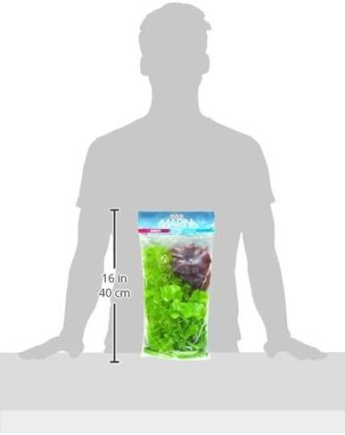 مجموعة متنوعة من مارينا أكواسكابر تتضمن نباتات قرنية، والزنبق القزم، وفاليسنيريا المفتاحية، ونبات الموز، وعشب الشعر in Kuwait