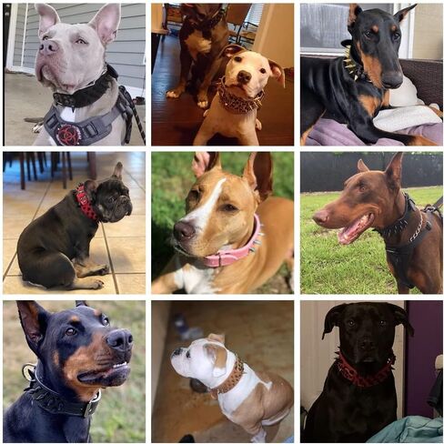 Leather Spiked Dog Harness and Collar Set - Suitable for Large Breeds Bull Terriers, Dobermans - Durable Leather harness with Metal Studs and Matching Collar Leash (XL, Studs Black) in Kuwait