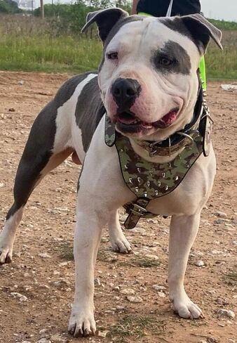 Leather Spiked Dog Harness and Collar Set - Suitable for Large Breeds Bull Terriers, Dobermans - Durable Leather harness with Metal Studs and Matching Collar Leash (XL, Studs Black) in Kuwait