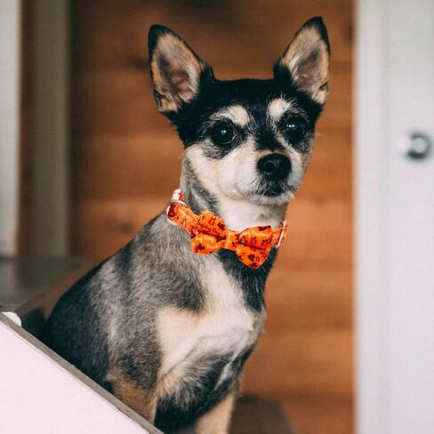 Dog Collar with Bow Tie Halloween Thanksgiving Christmas Pet Gifts Ghost Pumpkin Pattern with Metal Buckle Adorable Stylish Pet Collar for Small Medium Large Dogs Thanksgiving S in Saudi Arabia