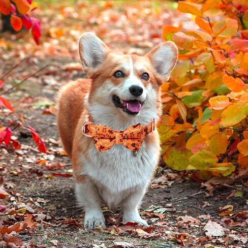 Dog Collar with Bow Tie Halloween Thanksgiving Christmas Pet Gifts Ghost Pumpkin Pattern with Metal Buckle Adorable Stylish Pet Collar for Small Medium Large Dogs Thanksgiving S in Saudi Arabia