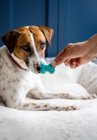 Wufers عظام لا نهاية لها باللون الأبيض والأزرق المخضر - مجموعة من قطعتين | علاجات للكلاب الصغيرة والكلاب الكبيرة | كوكيز عظمة الكلب المثلجة مصنوعة يدويًا ومزينة يدويًا بمكونات من مصادر محلية in Saudi Arabia