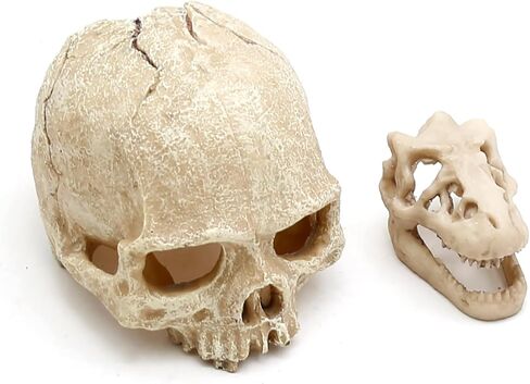Dinosaur Skull Hideouts + Human Skull Decoration Suitable for Fish Tank, Fish Aquarium Decor in Saudi Arabia