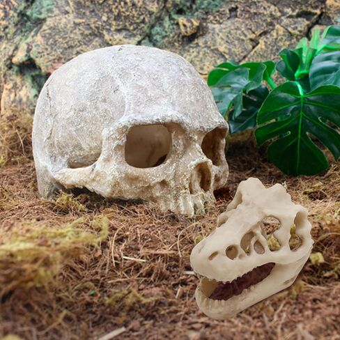 Dinosaur Skull Hideouts + Human Skull Decoration Suitable for Fish Tank, Fish Aquarium Decor in Saudi Arabia