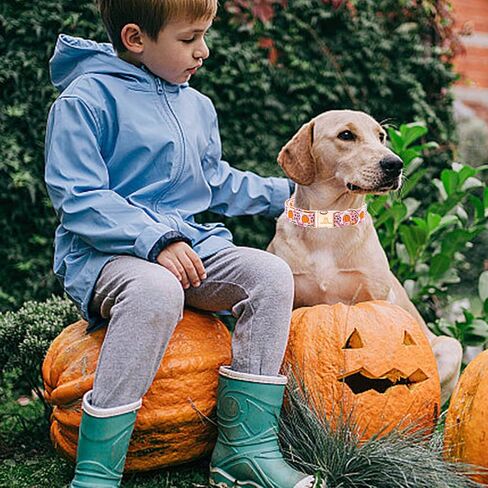 Lionheart glory Plaid Dog Collars Fall Halloween Dog Collar Heavy Durable Comfortable Adjustable Dog Collar for Medium Collar Dogs Female or Male Dog Collar Cute Pet Gift in Kuwait